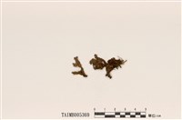 藏品(疏緣毛腎島衣)的圖片